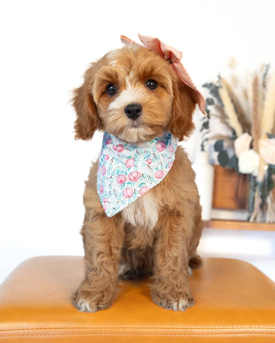 Jane — Golden with White Markings Cockapoo puppy from Forever and Always Doodles, Virginia