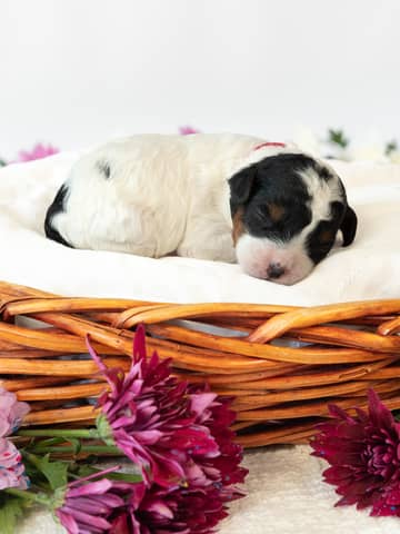 Black Phantom Parti Cockapoo puppy raised by Forever and Always Doodles in Virginia