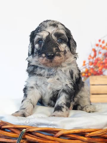 Dumbledore — Blue Merle Goldendoodle puppy from Forever and Always Doodles, Virginia