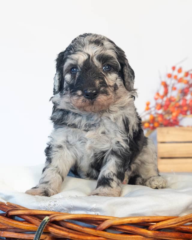 Dumbledore, a Blue Merle Goldendoodle puppy