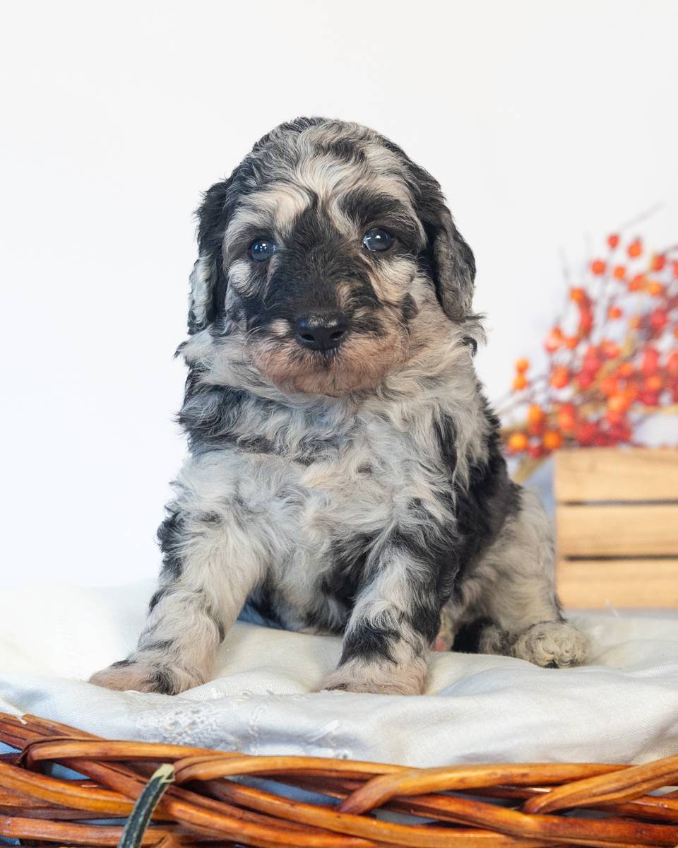 Dumbledore — Blue Merle Goldendoodle puppy from Forever and Always Doodles, Virginia
