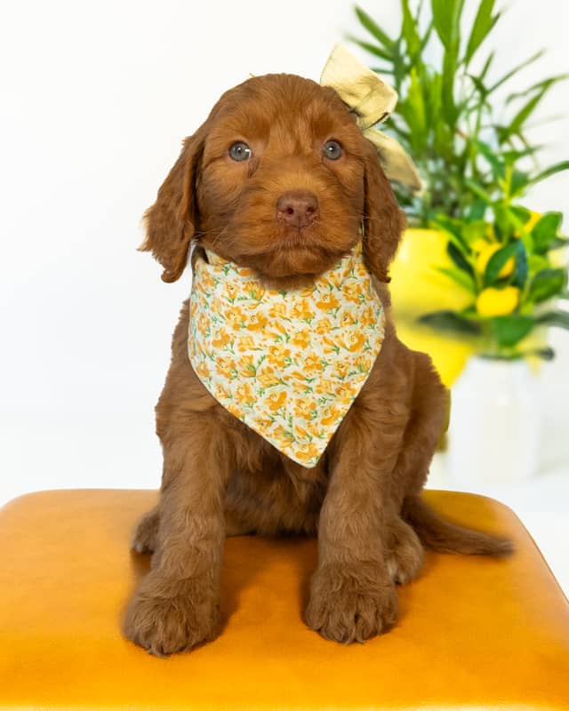 Nana, a Apricot with White Markings Goldendoodle puppy