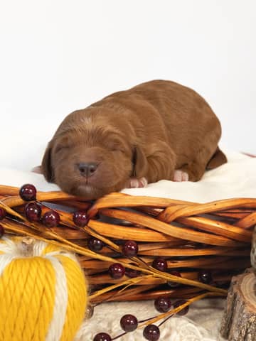 Nutmeg — Golden with White Markings Goldendoodle puppy from Forever and Always Doodles, Virginia