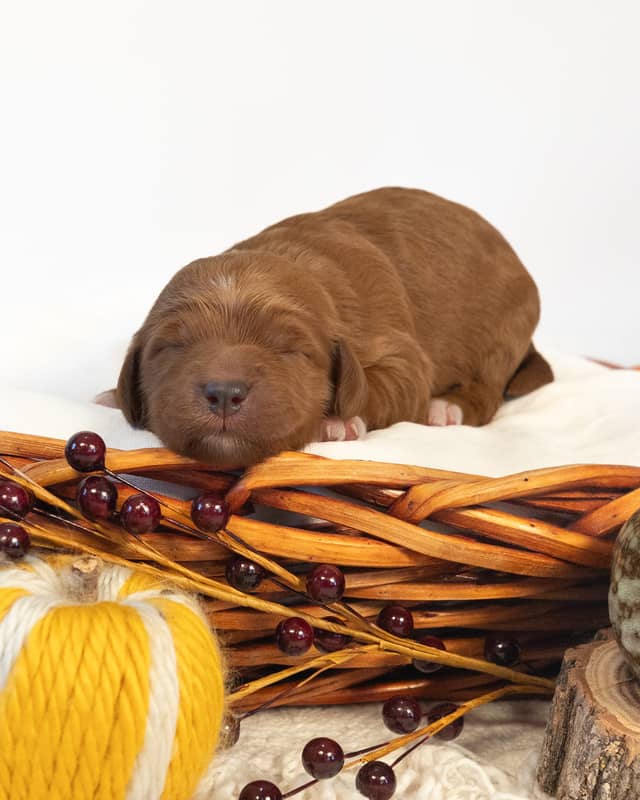 Nutmeg, a Golden with White Markings Goldendoodle puppy