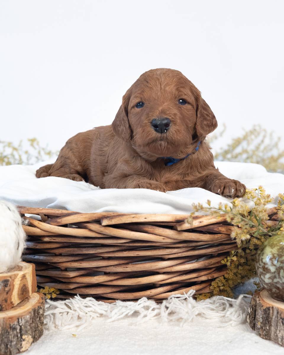 Pecan — Apricot Goldendoodle puppy from Forever and Always Doodles, Virginia