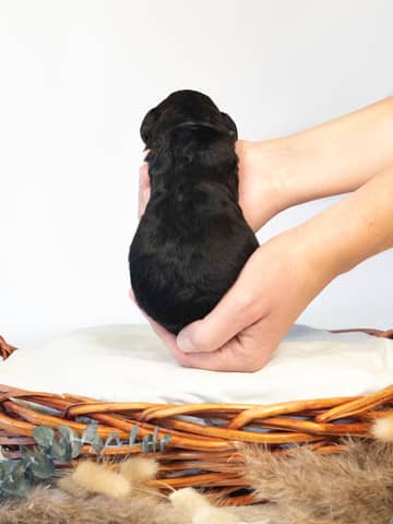 A Phantom Bernedoodle puppy
