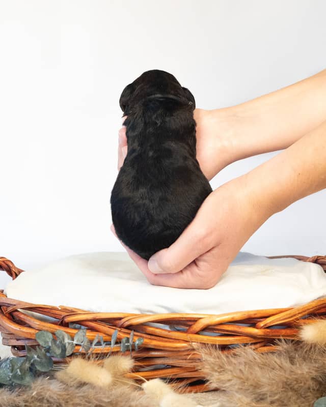 Magnus, a Phantom Bernedoodle puppy