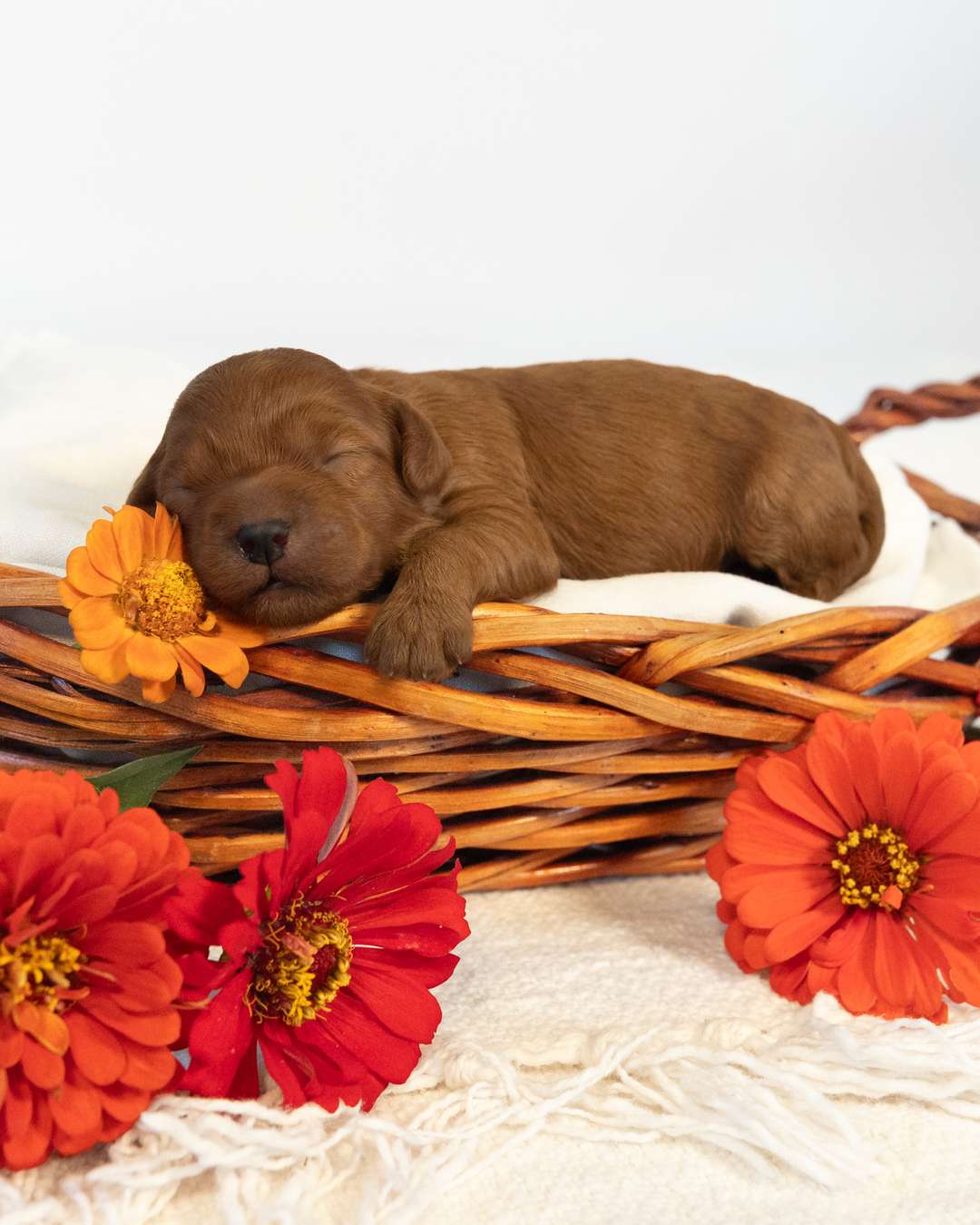 Florence — Red Cockapoo puppy from Forever and Always Doodles, Virginia