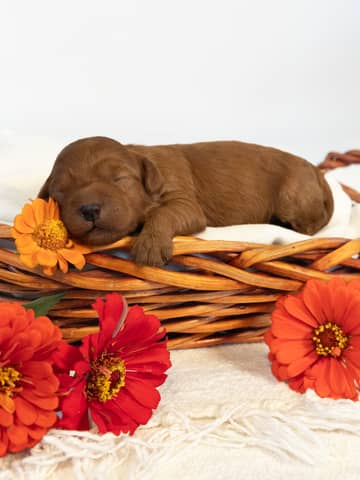 A Cockapoo puppy at the Forever and Always Doodles farm