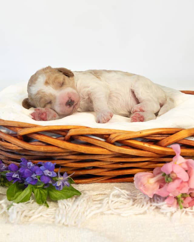 Lavender, a Golden Parti Goldendoodle puppy