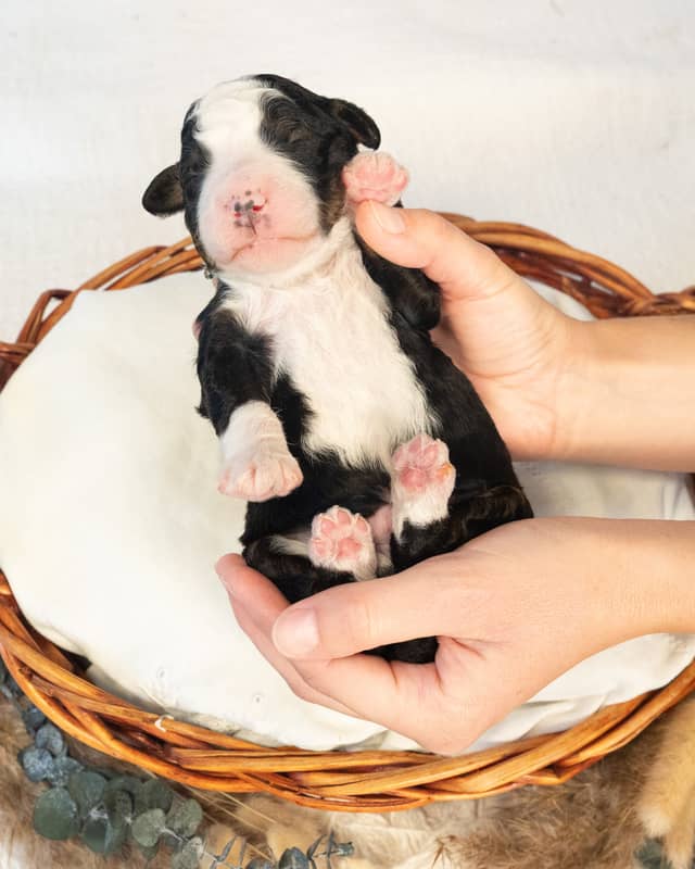 Leif, a Bernedoodle puppy