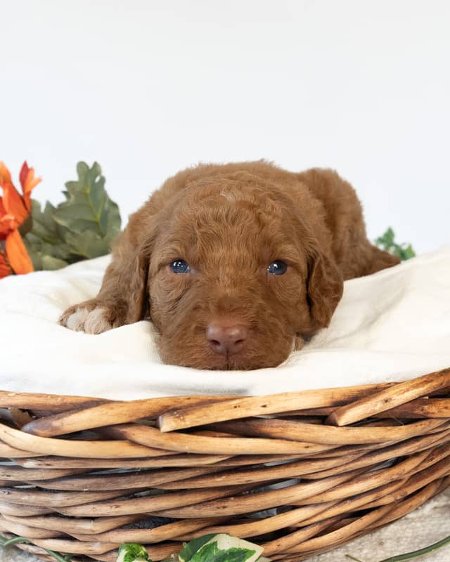 Wendy, a Golden with White Markings Goldendoodle puppy