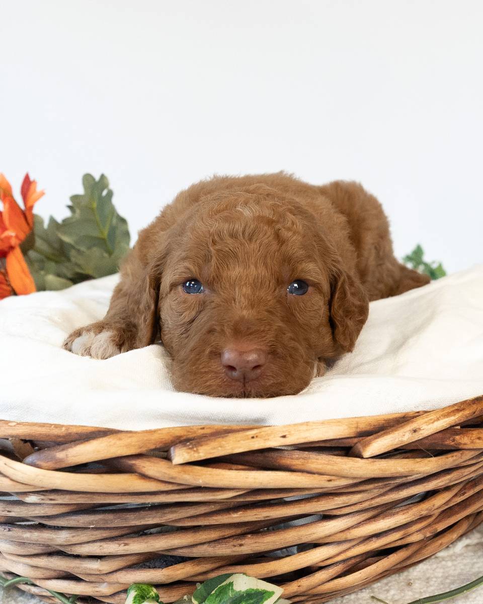 Wendy, a Golden with White Markings Goldendoodle puppy