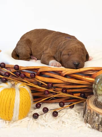 Autumn — Red with White Markings Goldendoodle puppy from Forever and Always Doodles, Virginia