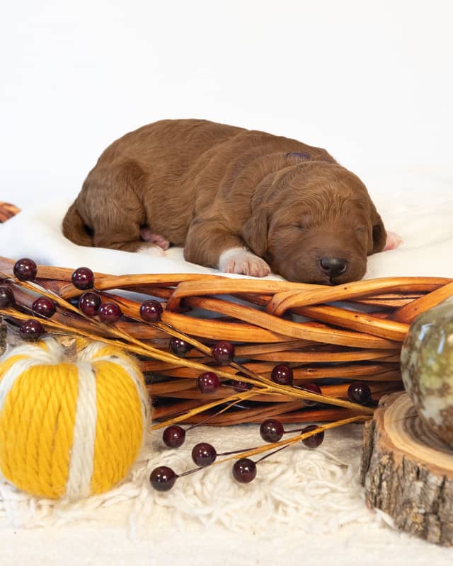 Autumn, a Red with White Markings Goldendoodle puppy