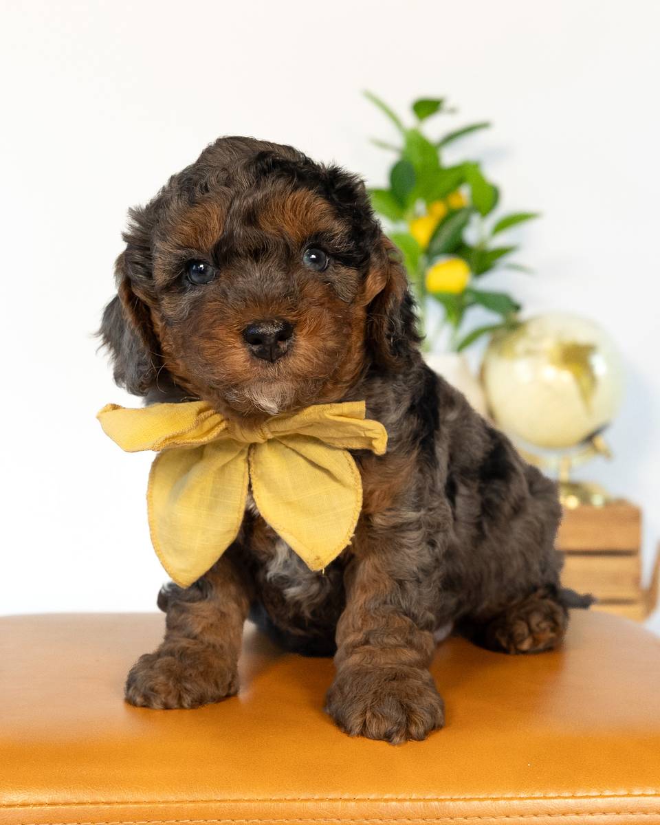 Tokyo — Blue Merle Phantom Cockapoo puppy from Forever and Always Doodles, Virginia