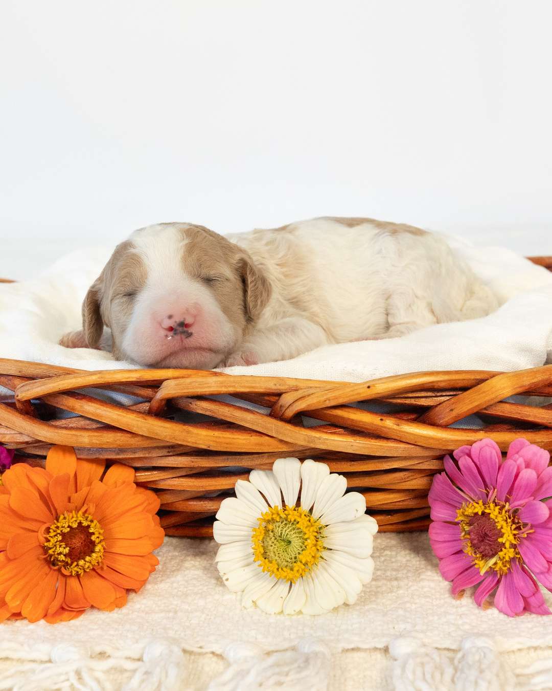 Tesla — Golden Parti Goldendoodle puppy from Forever and Always Doodles, Virginia