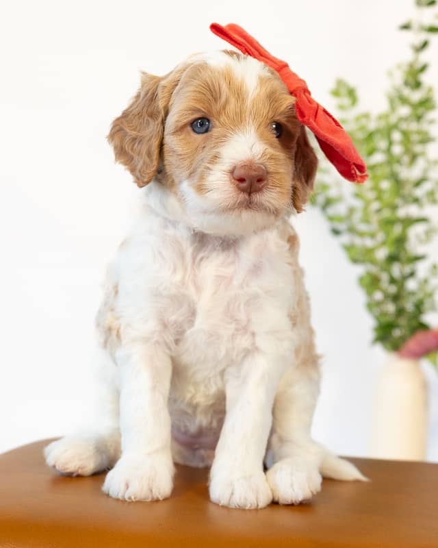 Peony, a Golden Parti Goldendoodle puppy