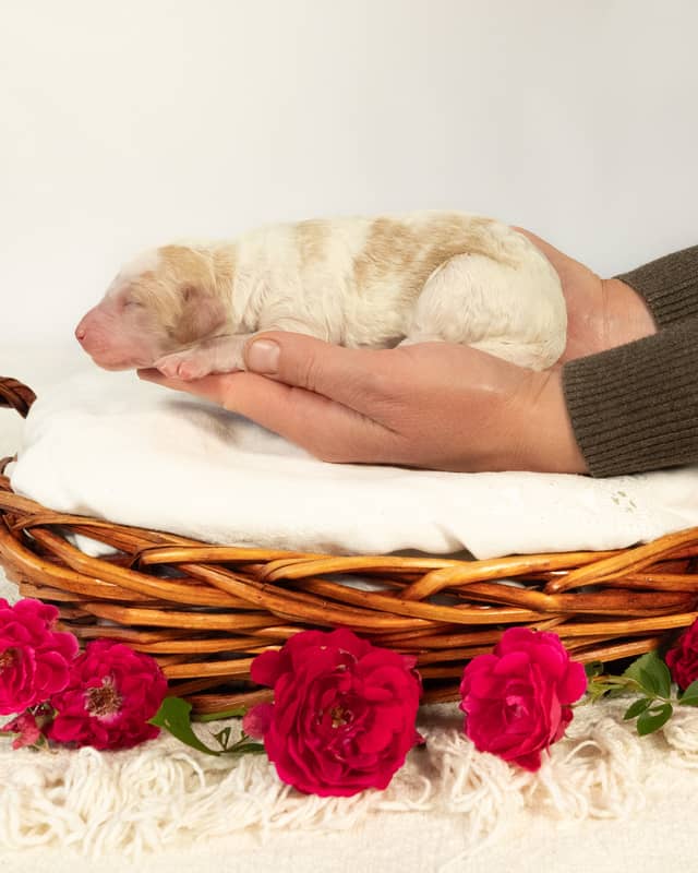 Ben, a Golden Parti Goldendoodle puppy