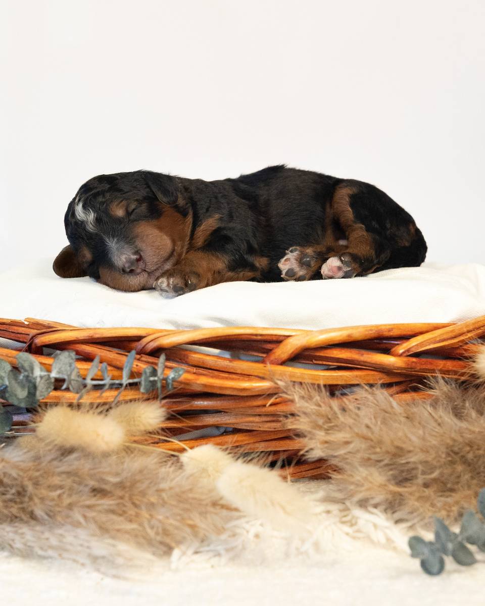 Magnus, a Phantom Bernedoodle puppy