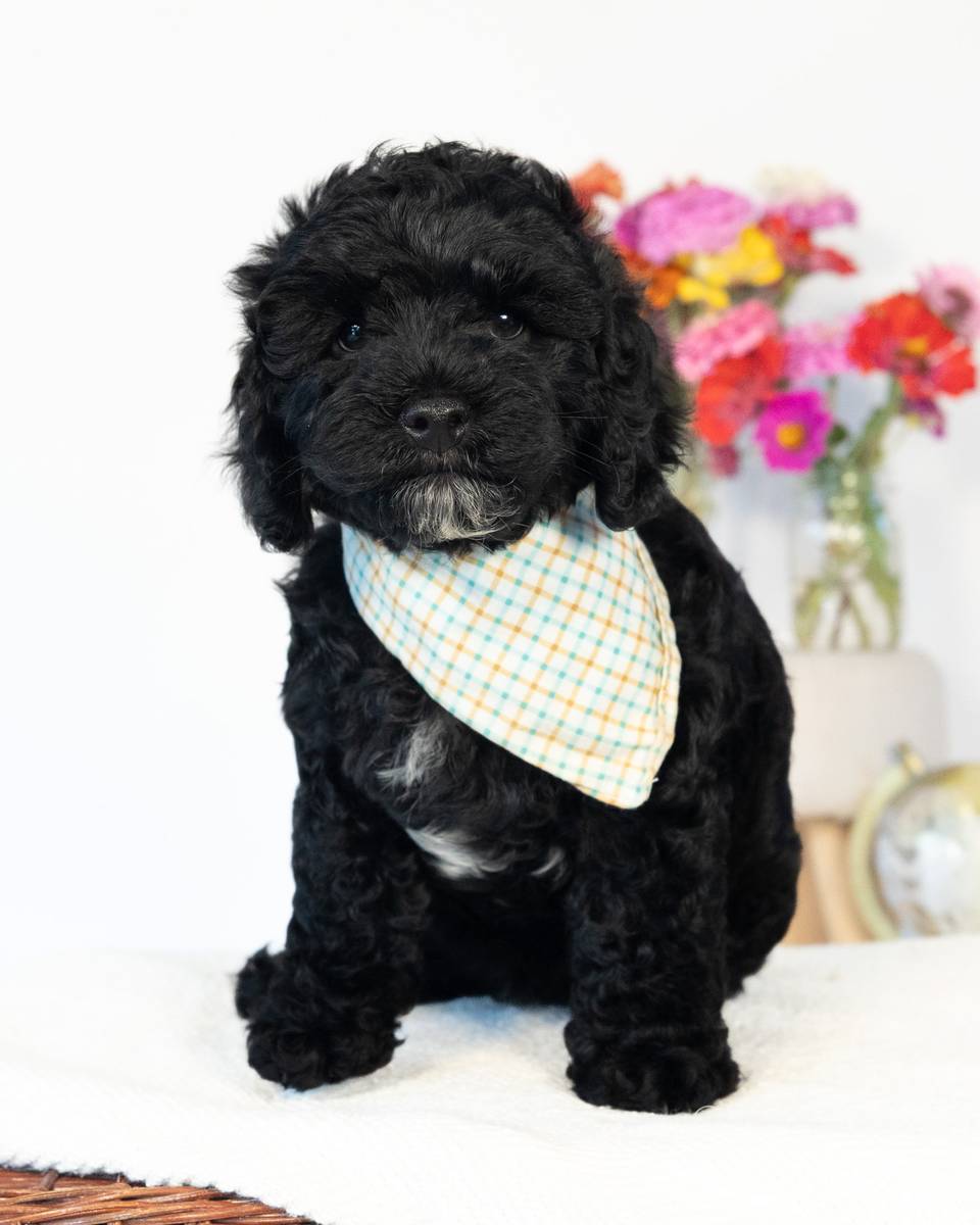 Dublin, a Black with White Markings Cockapoo puppy