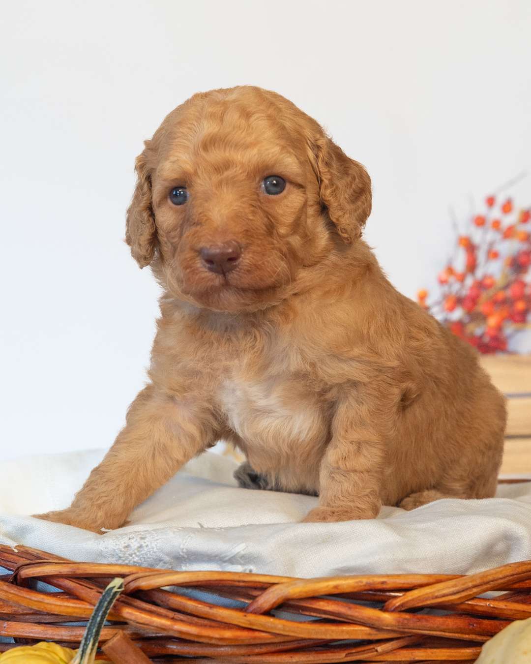 Harry — Lily × Thornton — Goldendoodle litter from Forever and Always Doodles, Virginia