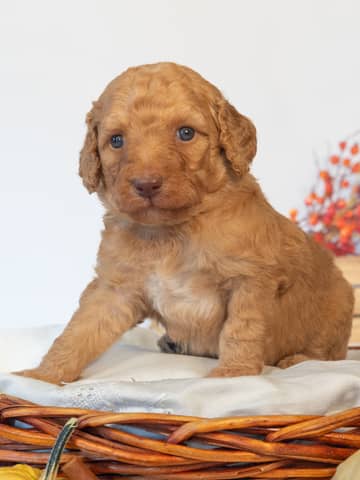 Harry — Goldendoodle puppy from Forever and Always Doodles, Virginia