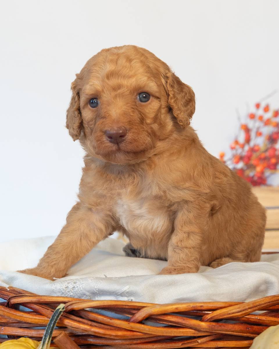 Harry — Goldendoodle puppy from Forever and Always Doodles, Virginia