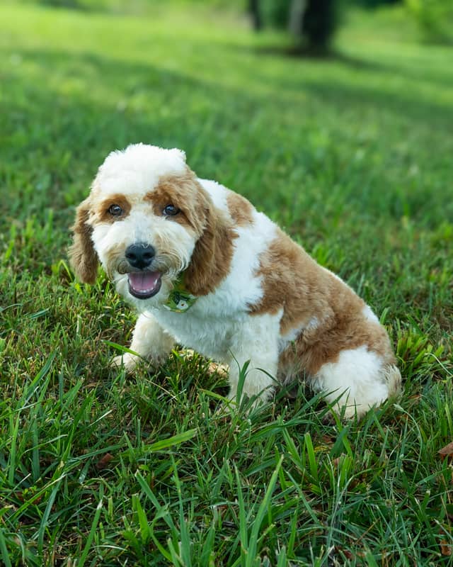 Wentworth, a Golden Parti Cockapoo puppy
