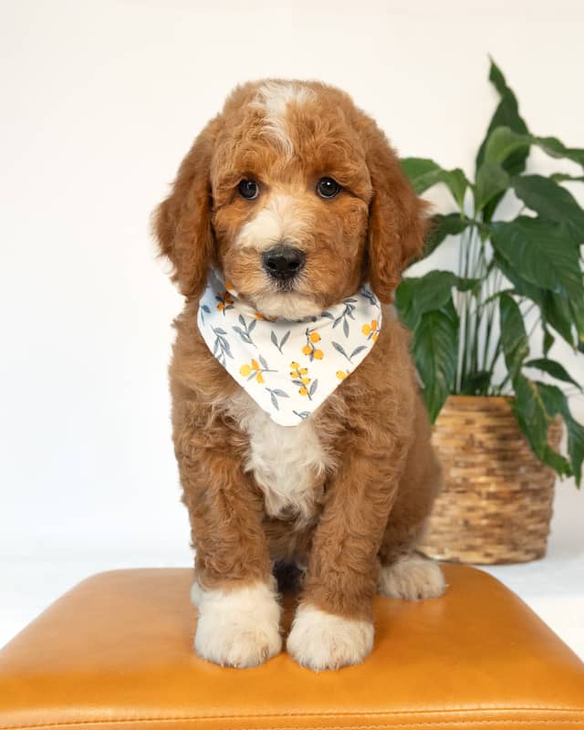 Ford, a Golden with White Markings Goldendoodle puppy