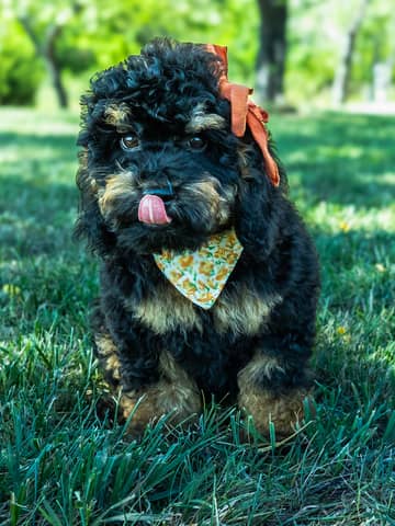 A Cockapoo puppy at the Forever and Always Doodles farm