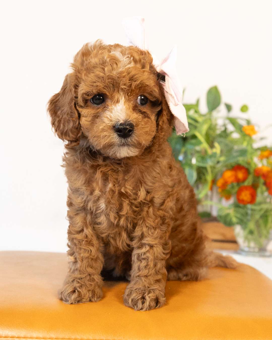 Beatrix — Apricot with White Markings Cockapoo puppy from Forever and Always Doodles, Virginia
