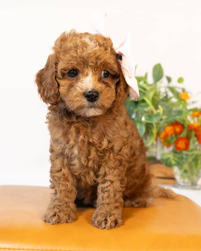 Beatrix, a Apricot with White Markings Cockapoo puppy