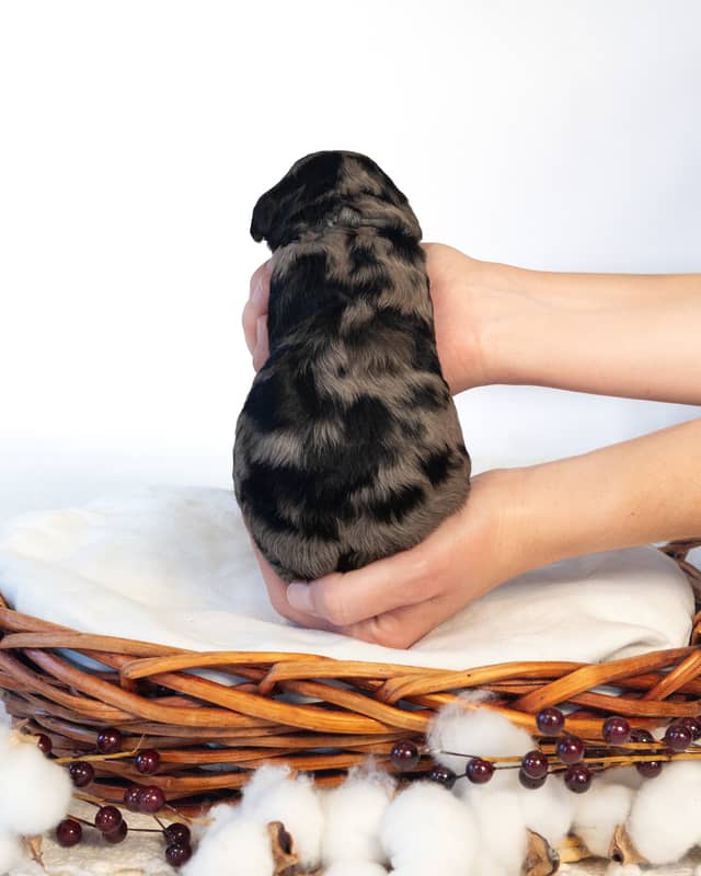 Streusel, a Blue Phantom Merle Cockapoo puppy