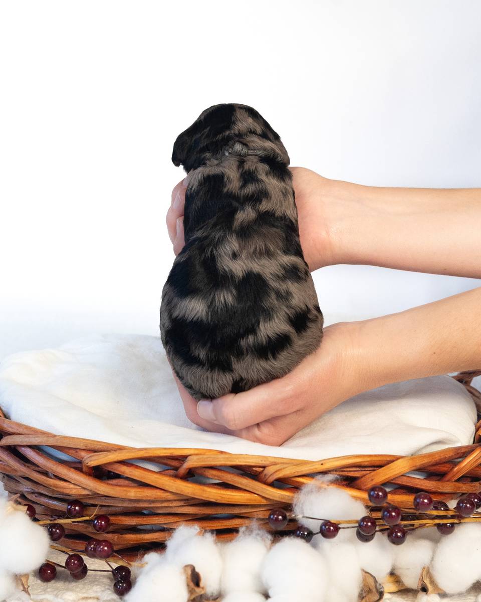 Streusel, a Blue Phantom Merle Cockapoo puppy