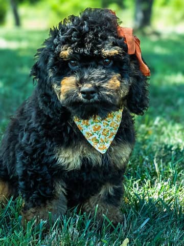 Black Phantom Cockapoo puppy raised by Forever and Always Doodles in Virginia