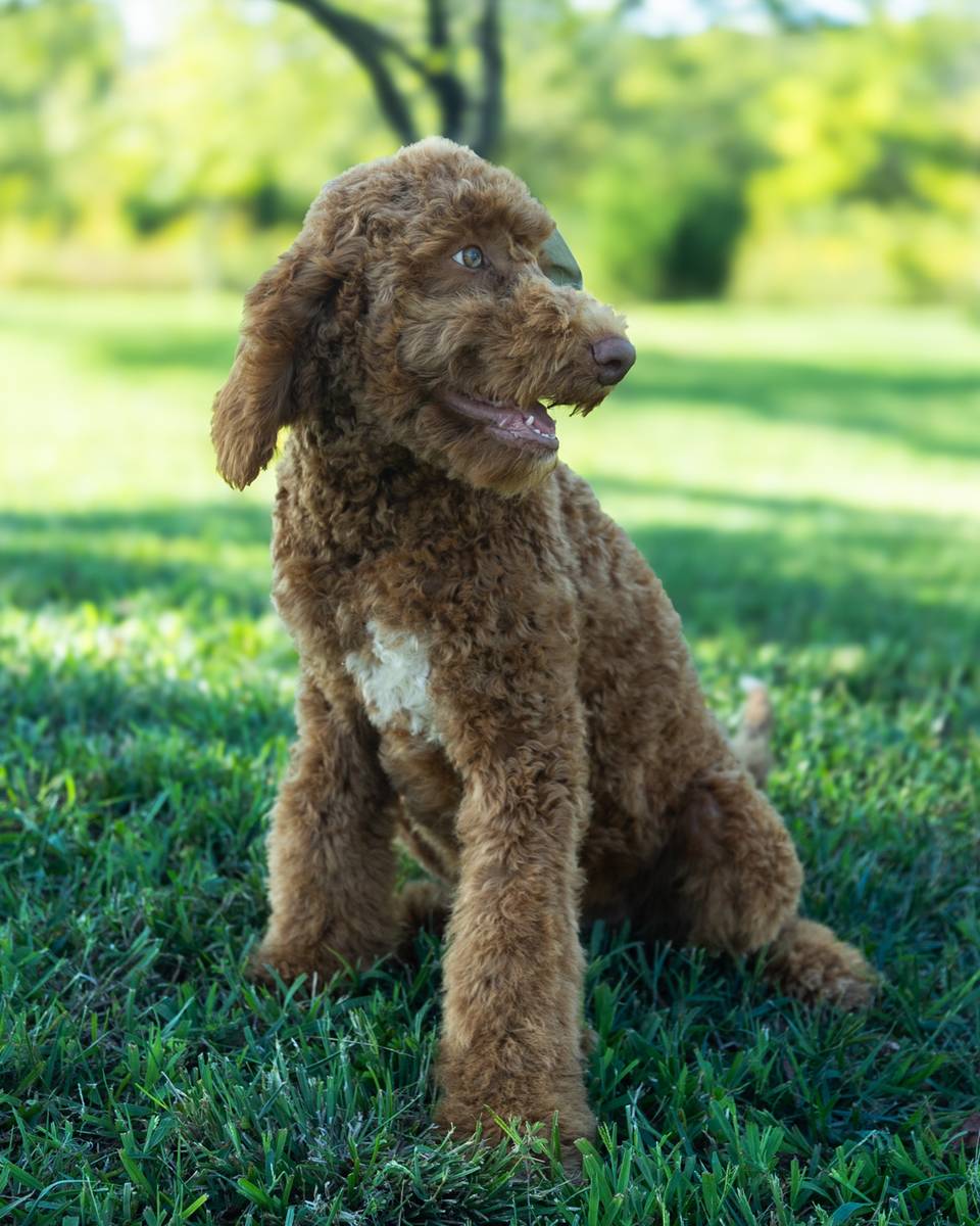 Wendy, a Golden with White Markings Goldendoodle puppy