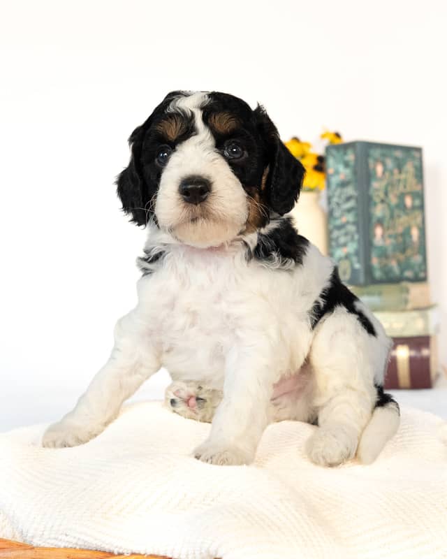 Lewis, a Black Parti Phantom Cockapoo puppy