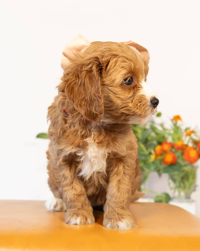 Jane, a Golden with White Markings Cockapoo puppy