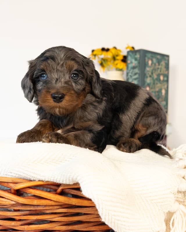 Tolkein, a Blue Merle Phantom with White Markings Cockapoo puppy