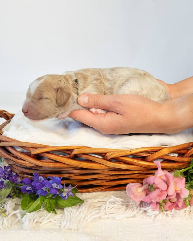 Peony, a Golden Parti Goldendoodle puppy