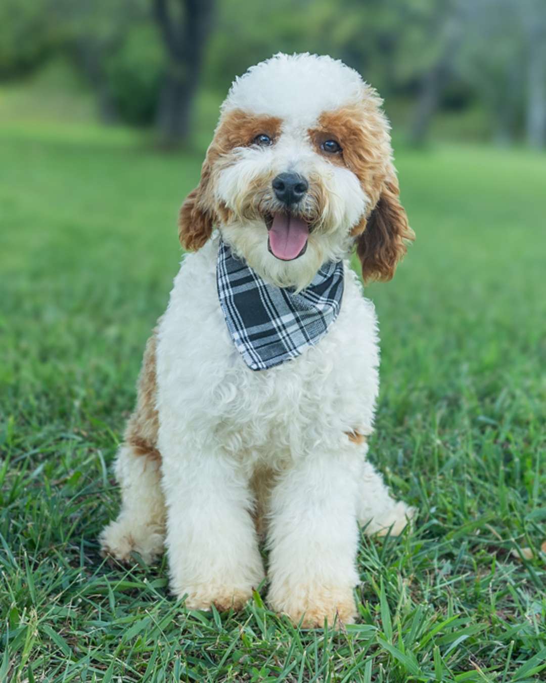 Goldberry × Obi — Cockapoo litter from Forever and Always Doodles, Virginia