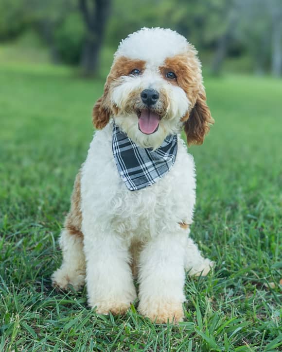A doodle puppy, at our Appomattox, Virginia farm
