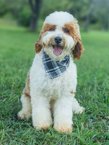Golden Parti Cockapoo puppy Wentworth