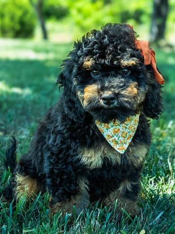 Cockapoo puppy raised by Forever and Always Doodles in Virginia