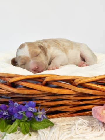 Golden Parti Goldendoodle puppy — Peony