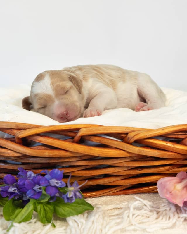 Peony, a Golden Parti Goldendoodle puppy