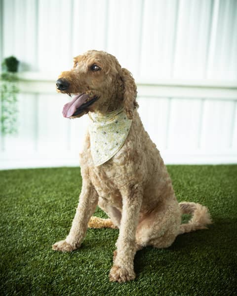 Arwen, a Goldendoodle dam