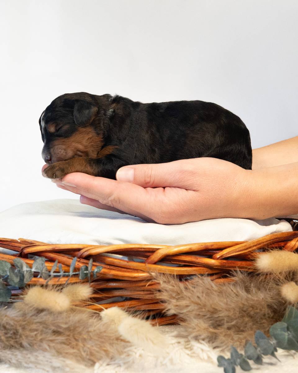 Magnus, a Phantom Bernedoodle puppy