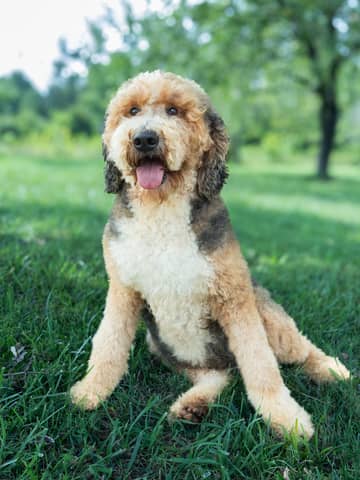 Ketti, a Bernedoodle dam